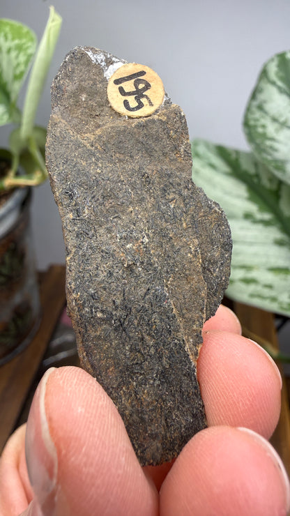 Hornblende Schist- Delaware County, Pennsylvania, USA