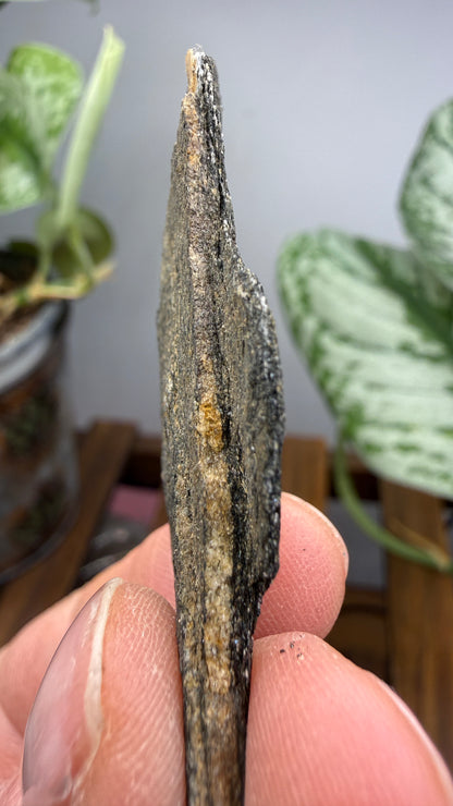 Hornblende Schist- Delaware County, Pennsylvania, USA