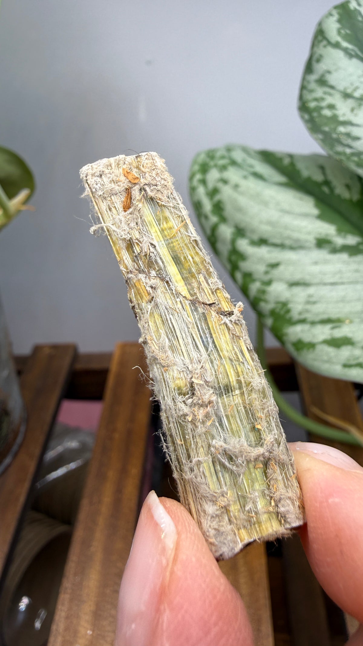 Asbestos (Amphibole Group)- New Mexico, USA