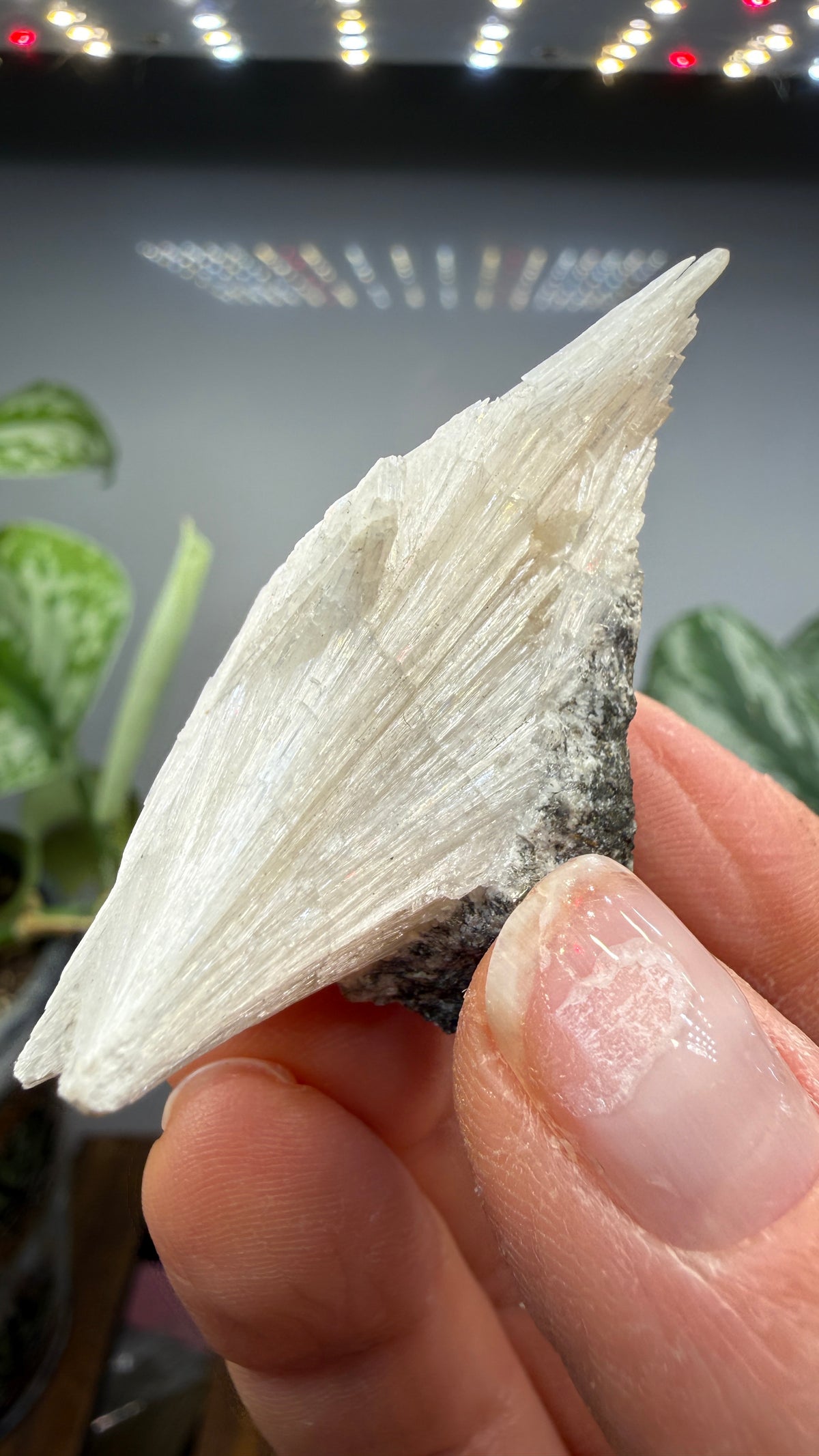 Pectolite- California, USA