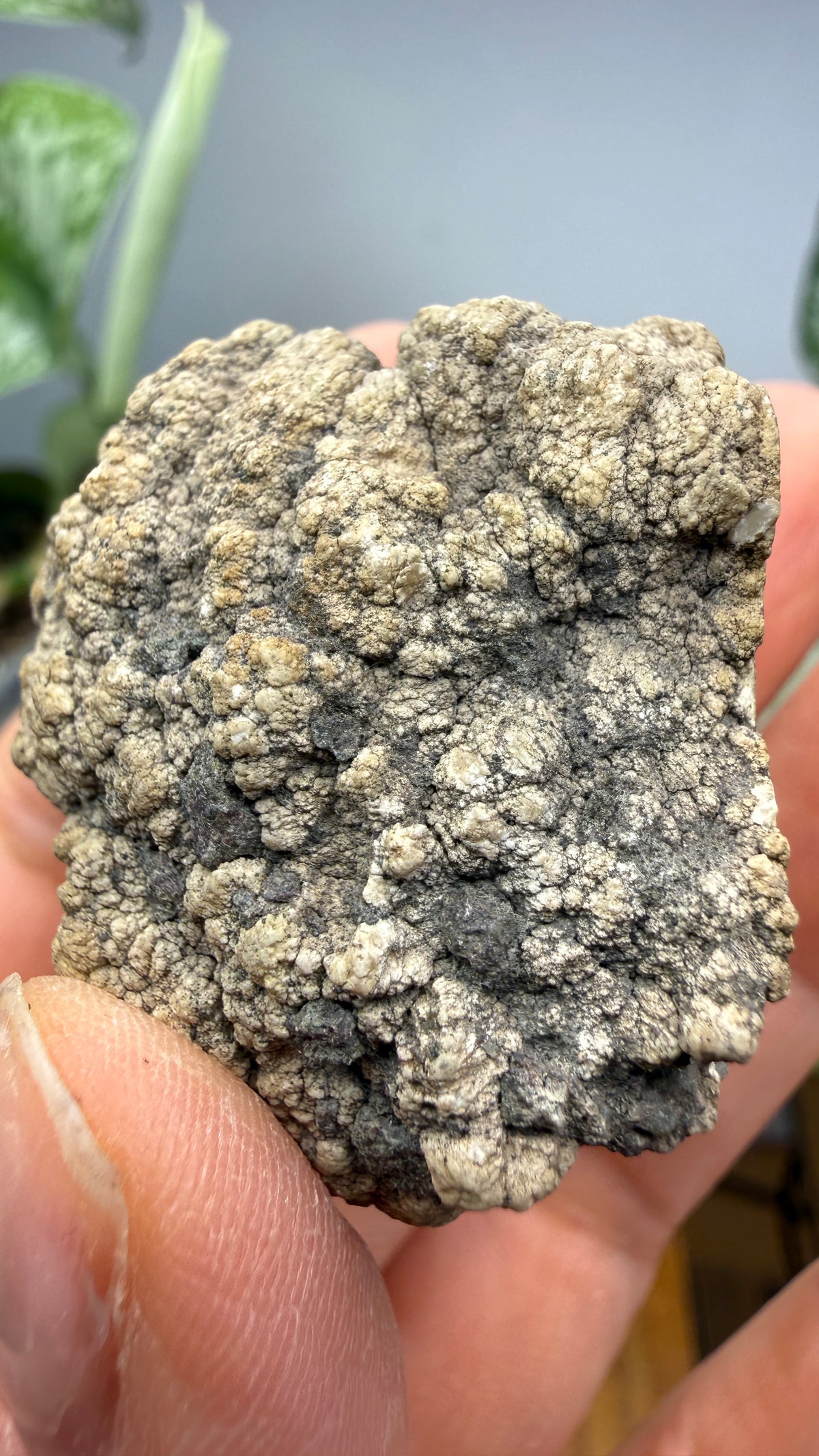 Datolite- Bete Grise, Grant Township, Keweenaw County, Michigan, USA