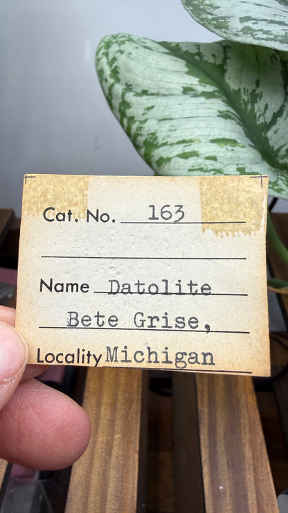 Datolite- Bete Grise, Grant Township, Keweenaw County, Michigan, USA