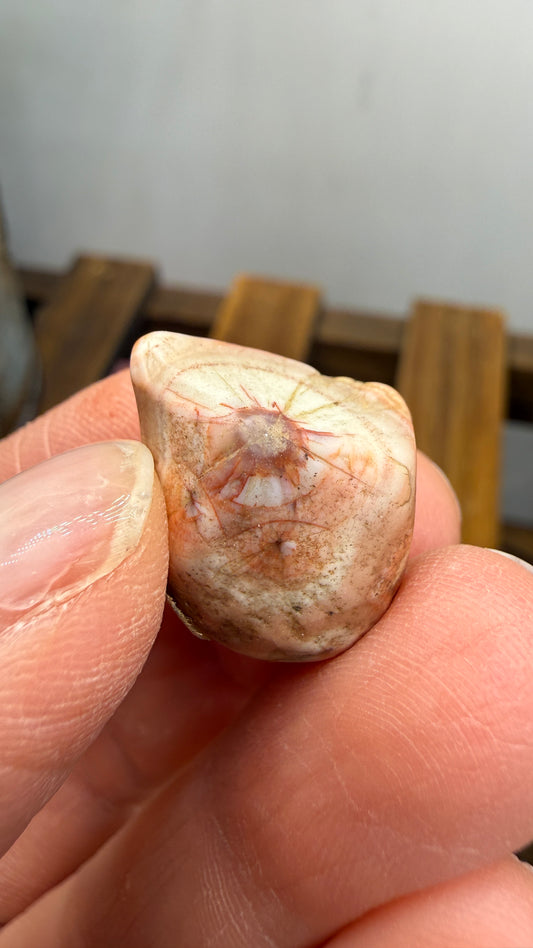 Thomsonite- North Shore of Lake Superior, Minnesota, USA