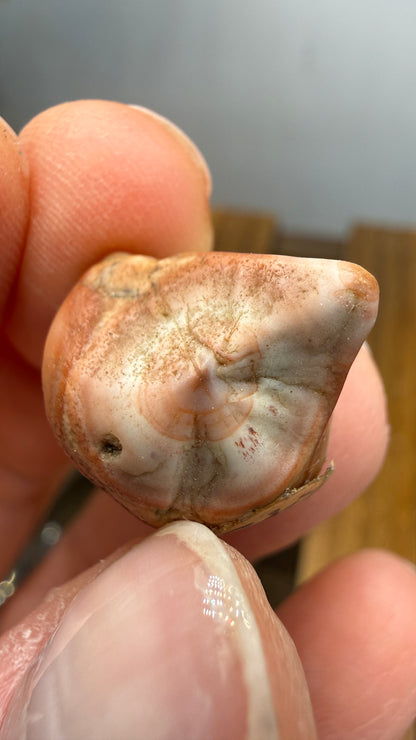 Thomsonite- North Shore of Lake Superior, Minnesota, USA