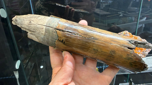 Woolly Mammoth Tusk Section- Prudhoe Bay, Alaska- 8 inches