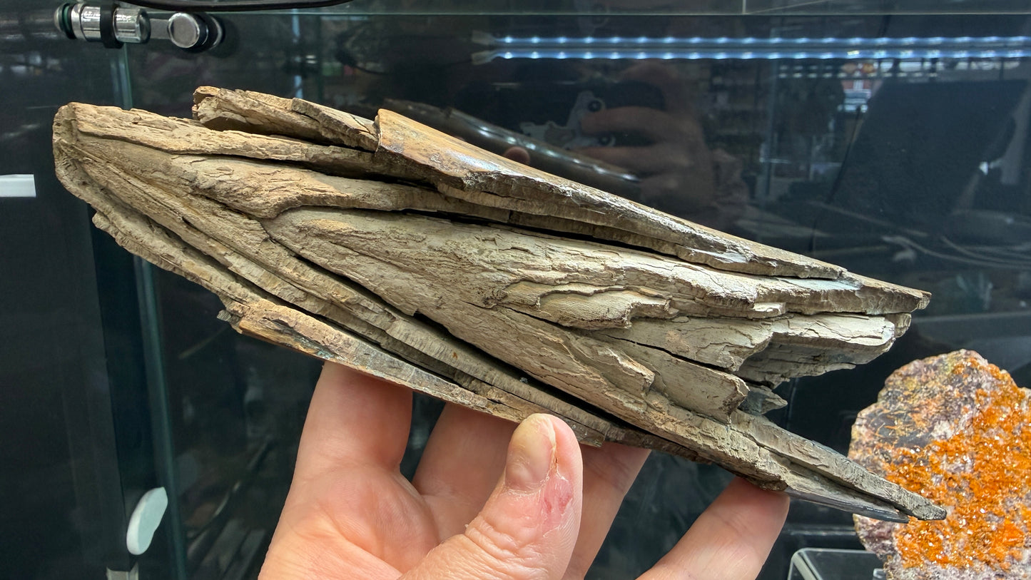 Woolly Mammoth Tusk Section- Prudhoe Bay, Alaska- 8 inches