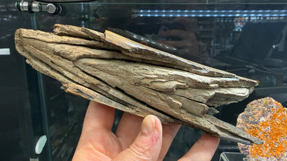 Woolly Mammoth Tusk Section- Prudhoe Bay, Alaska- 8 inches