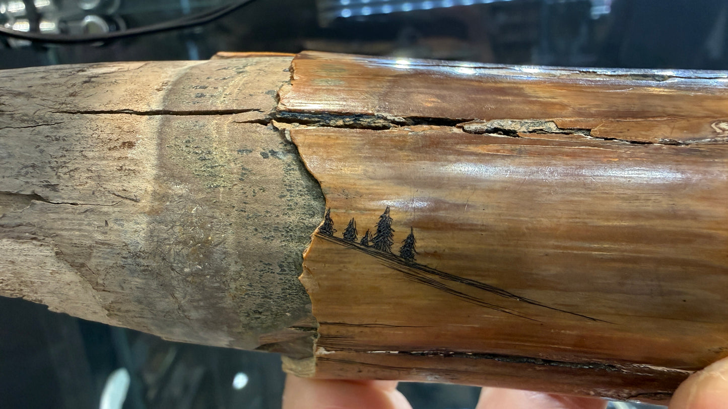 Woolly Mammoth Tusk Section- Prudhoe Bay, Alaska- 8 inches