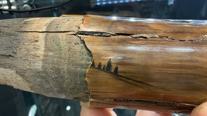 Woolly Mammoth Tusk Section- Prudhoe Bay, Alaska- 8 inches