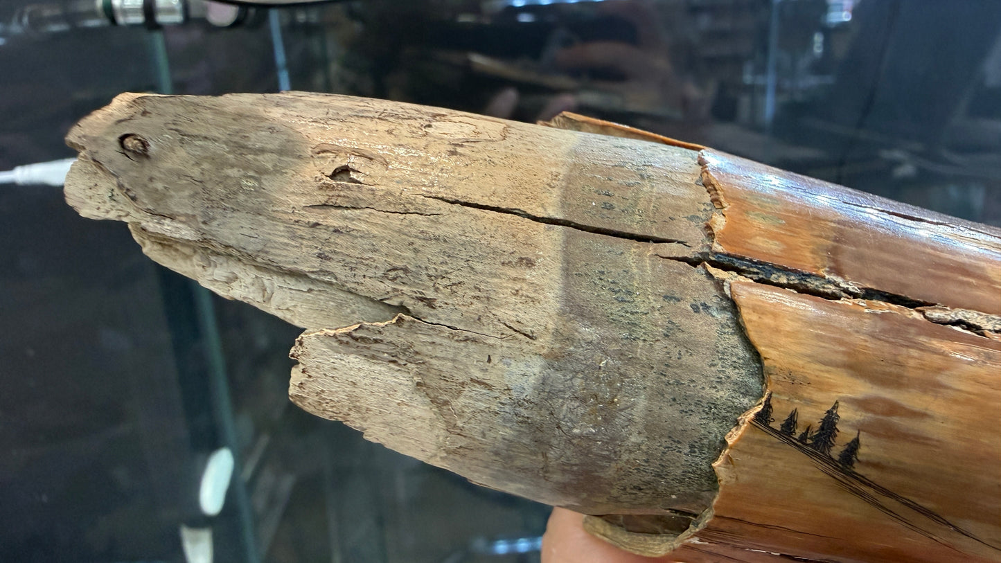 Woolly Mammoth Tusk Section- Prudhoe Bay, Alaska- 8 inches