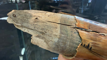 Woolly Mammoth Tusk Section- Prudhoe Bay, Alaska- 8 inches