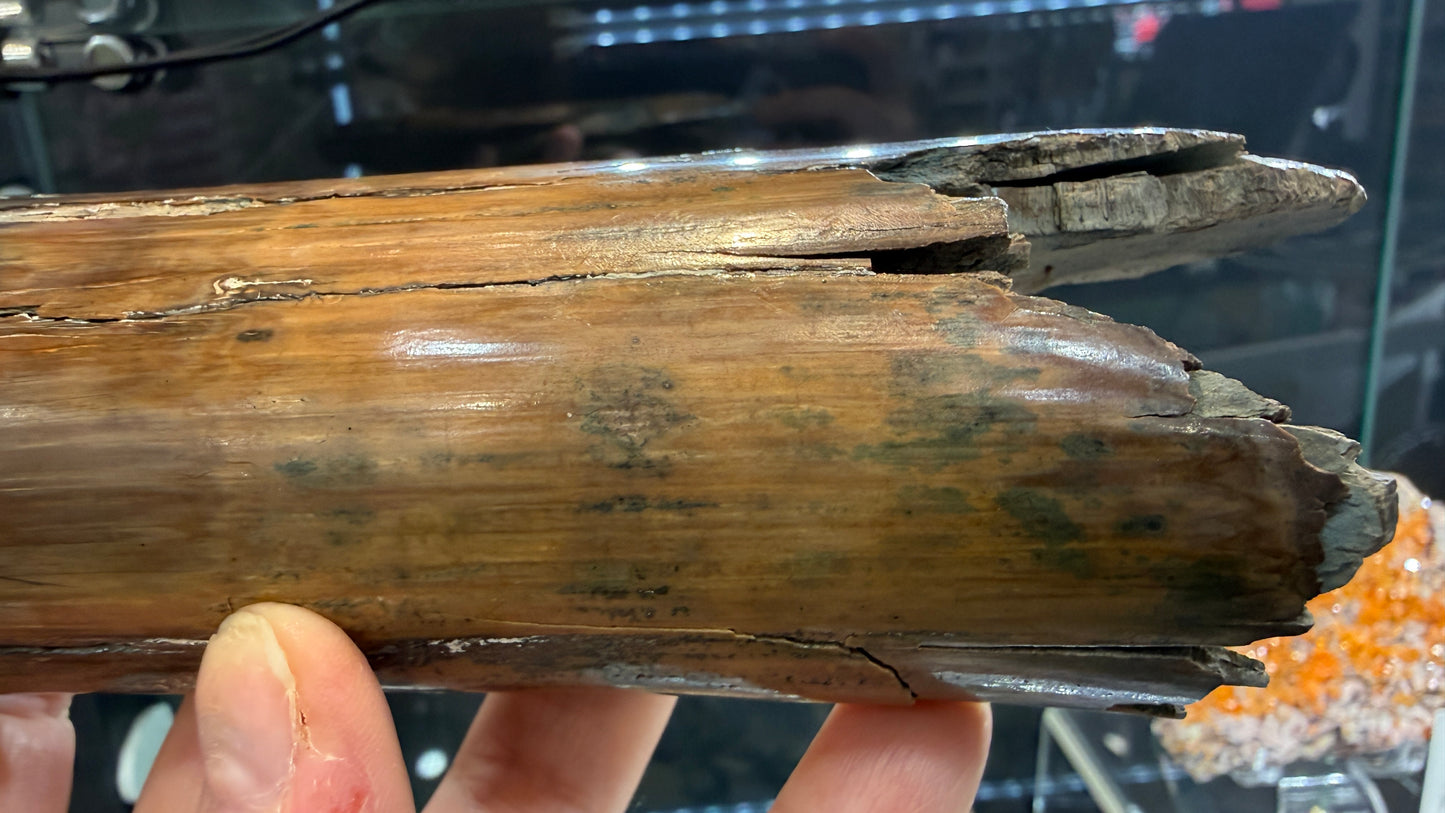 Woolly Mammoth Tusk Section- Prudhoe Bay, Alaska- 8 inches