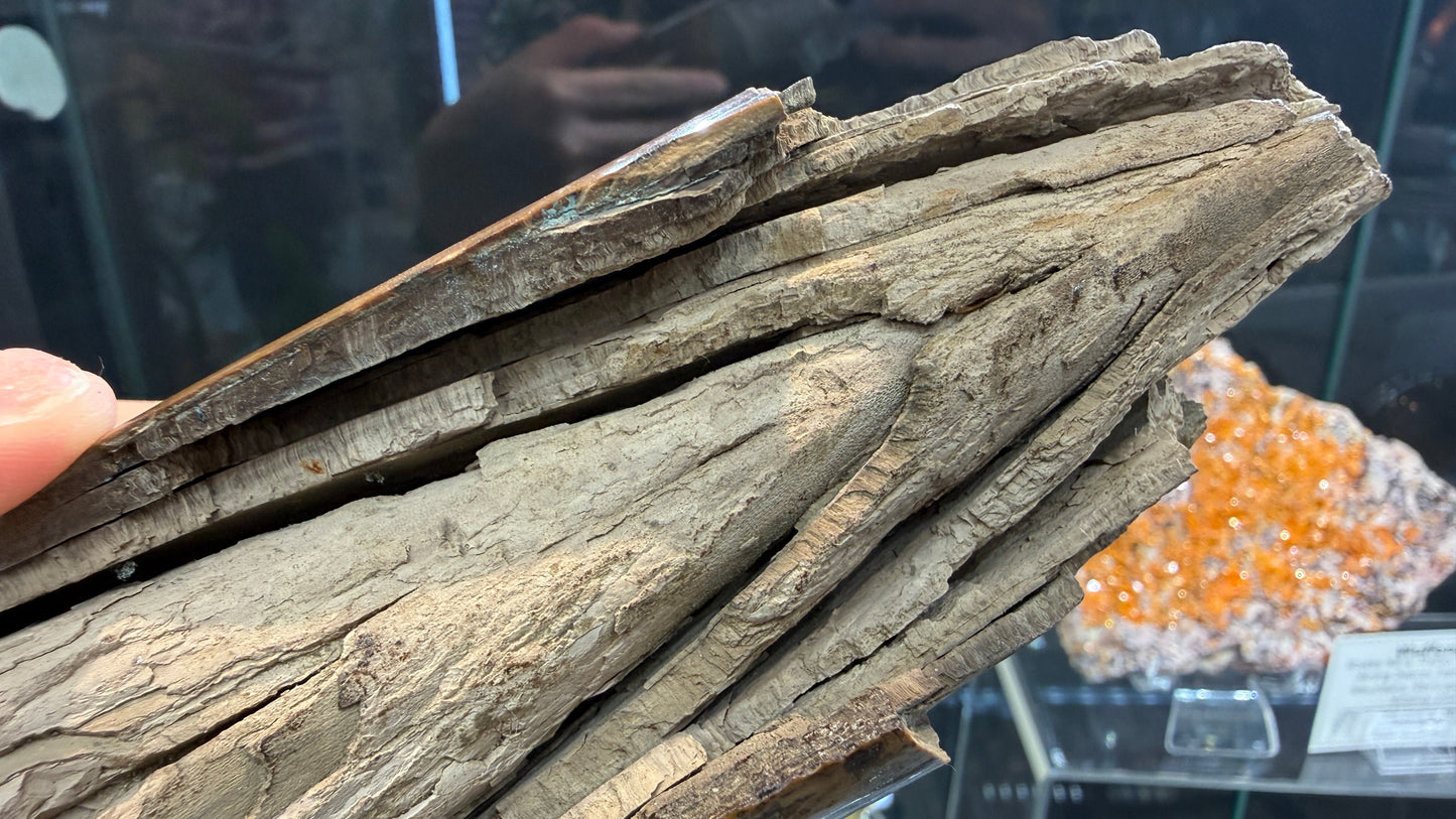 Woolly Mammoth Tusk Section- Prudhoe Bay, Alaska- 8 inches