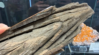 Woolly Mammoth Tusk Section- Prudhoe Bay, Alaska- 8 inches