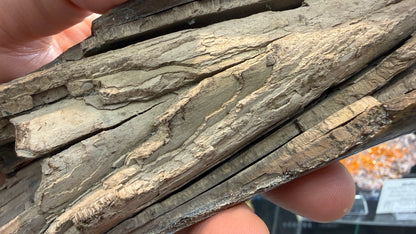 Woolly Mammoth Tusk Section- Prudhoe Bay, Alaska- 8 inches