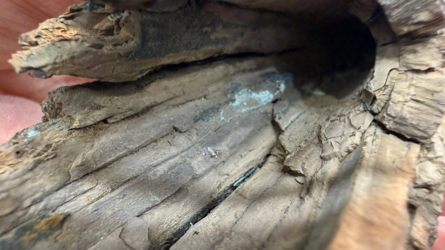 Woolly Mammoth Tusk Section- Prudhoe Bay, Alaska- 8 inches