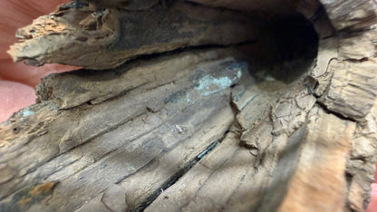 Woolly Mammoth Tusk Section- Prudhoe Bay, Alaska- 8 inches