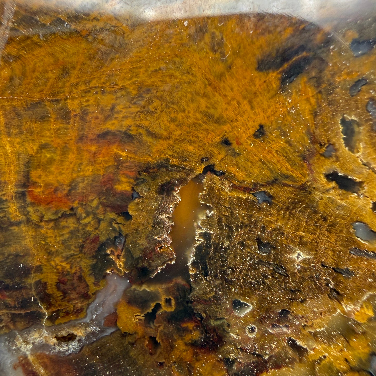 Petrified Wood (identified as Tempskya)- South Dakota