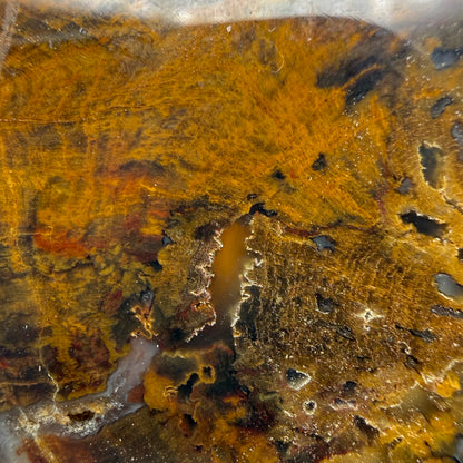 Petrified Wood (identified as Tempskya)- South Dakota