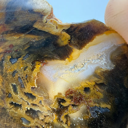 Petrified Wood (identified as Tempskya)- South Dakota
