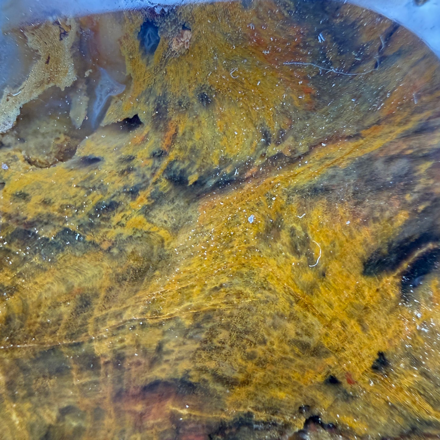 Petrified Wood (identified as Tempskya)- South Dakota