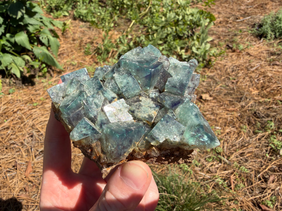 Fluorite - Hidden Forest Pocket, Diana Maria Mine, Frosterley, Weardale, Co. Durham, England