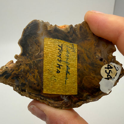Petrified Wood (identified as Tempskya)- South Dakota