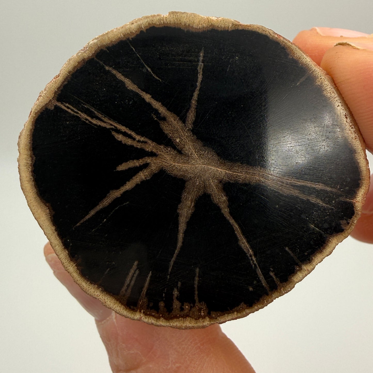 Petrified Wood- Eden Valley, Wyoming