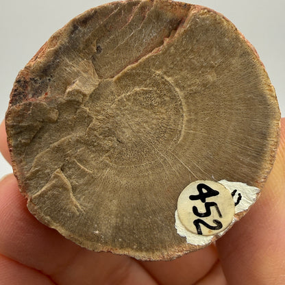 Petrified Wood- Eden Valley, Wyoming