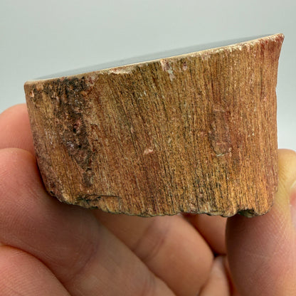 Petrified Wood- Eden Valley, Wyoming