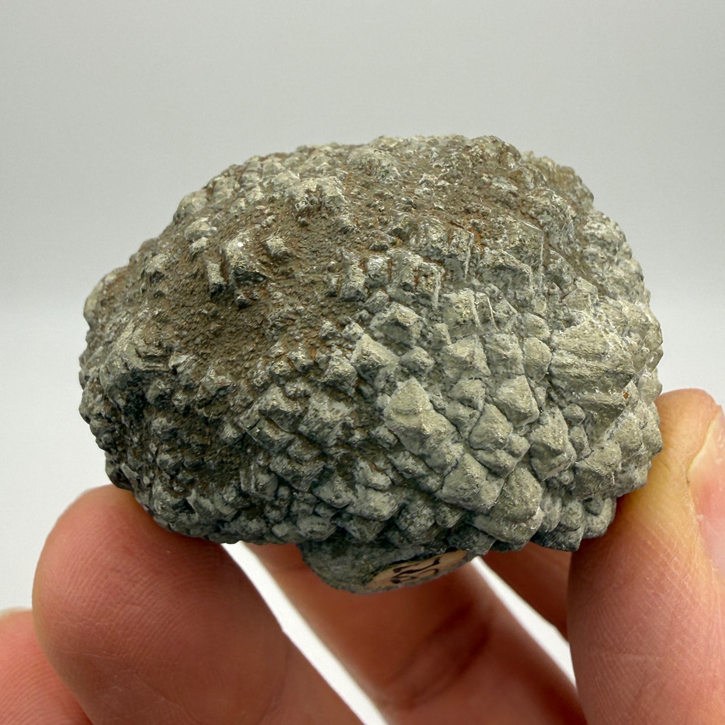 Pyritized fossil, labeled as clam shell, likely echinoid — Oklahoma