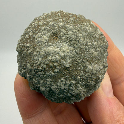 Pyritized fossil, labeled as clam shell, likely echinoid — Oklahoma