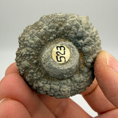 Pyritized fossil, labeled as clam shell, likely echinoid — Oklahoma