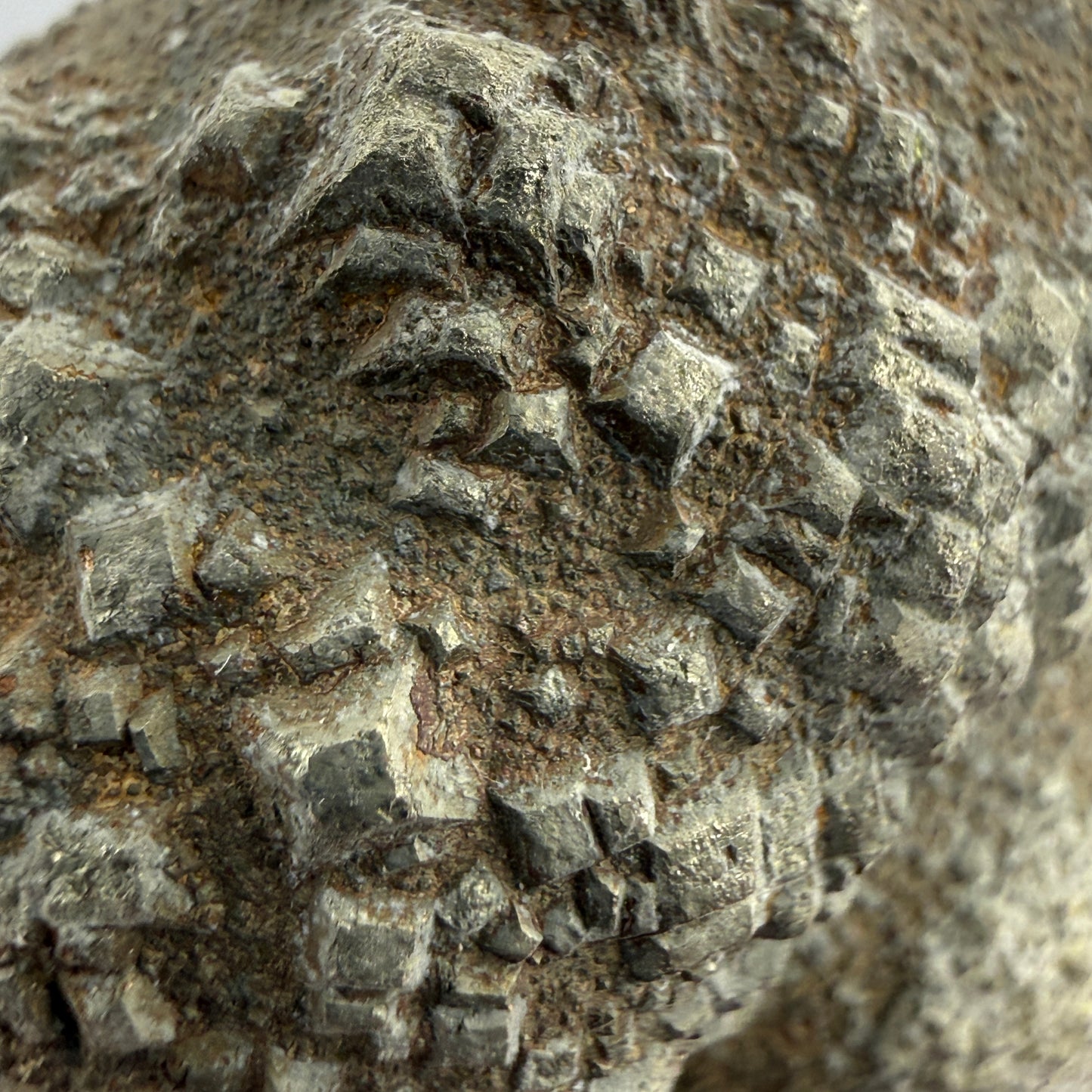Pyritized fossil, labeled as clam shell, likely echinoid — Oklahoma