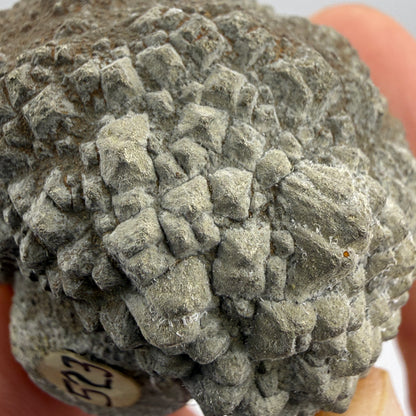 Pyritized fossil, labeled as clam shell, likely echinoid — Oklahoma