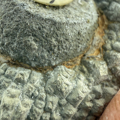 Pyritized fossil, labeled as clam shell, likely echinoid — Oklahoma