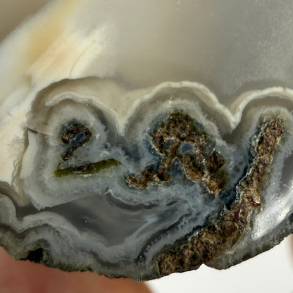 Limb Cast, Agatized Wood- Wiggin's Fork, Wyoming