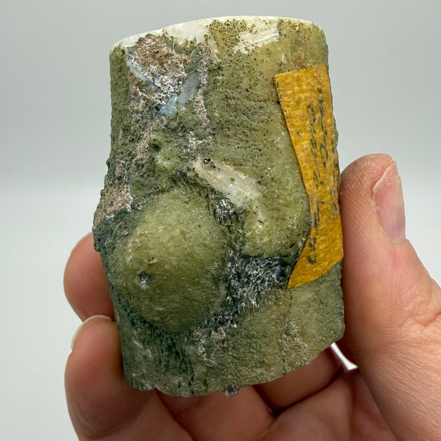 Limb Cast, Agatized Wood- Wiggin's Fork, Wyoming