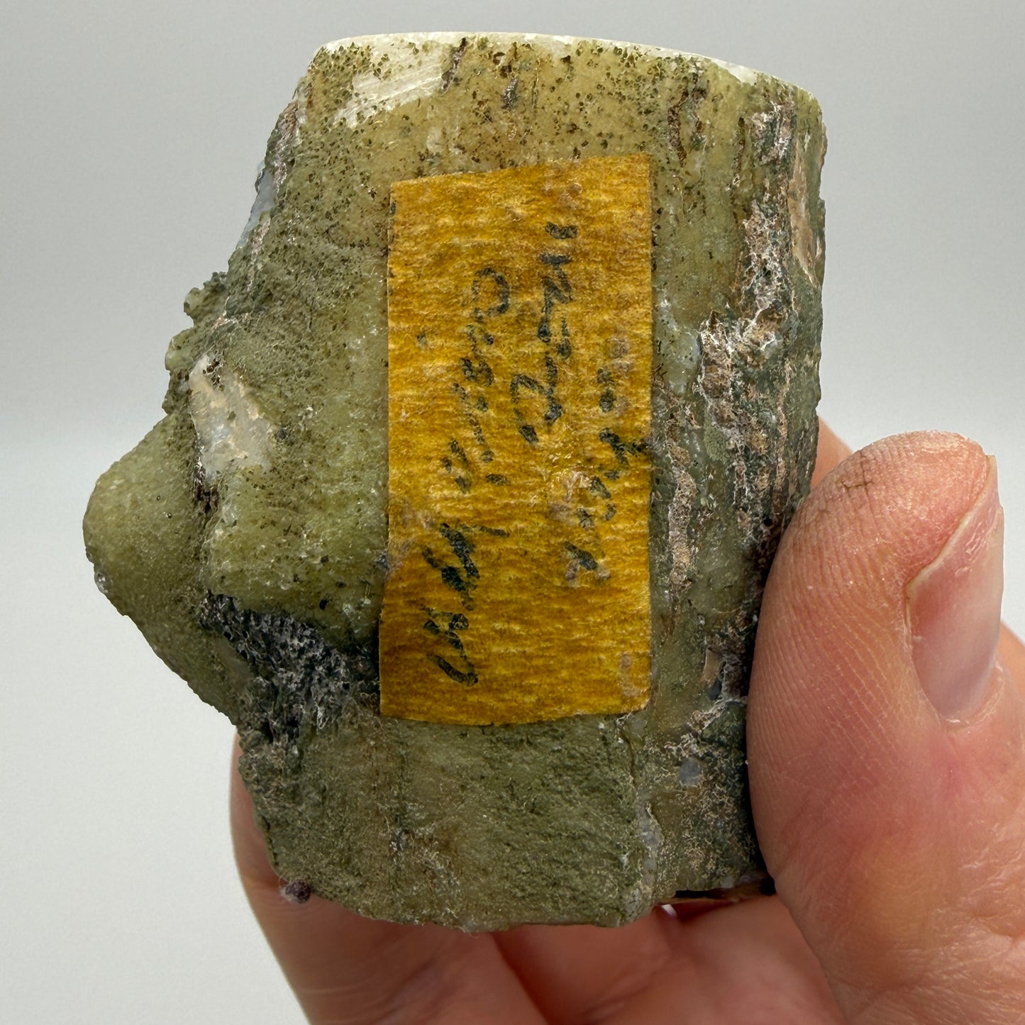 Limb Cast, Agatized Wood- Wiggin's Fork, Wyoming