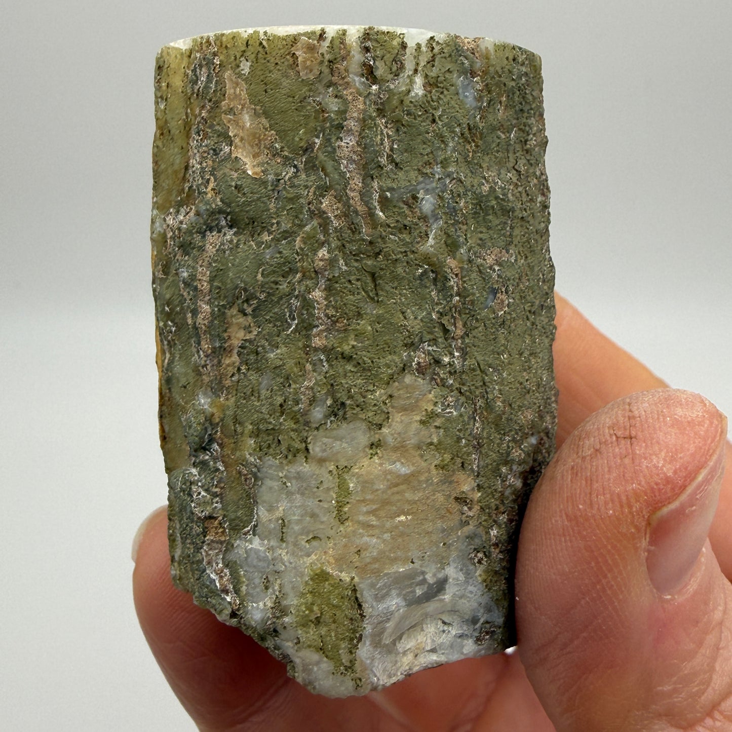 Limb Cast, Agatized Wood- Wiggin's Fork, Wyoming