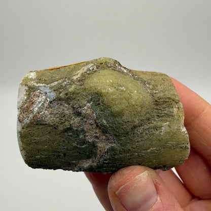 Limb Cast, Agatized Wood- Wiggin's Fork, Wyoming