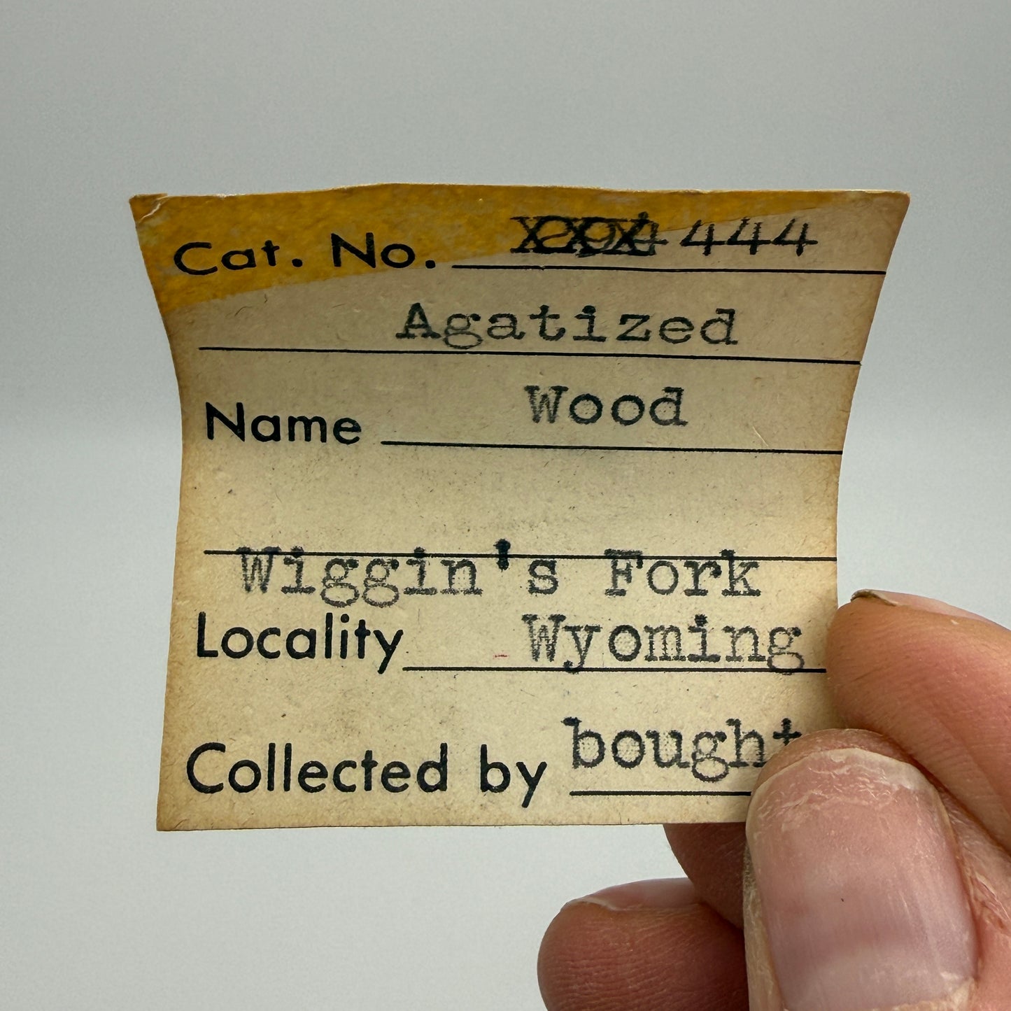 Limb Cast, Agatized Wood- Wiggin's Fork, Wyoming