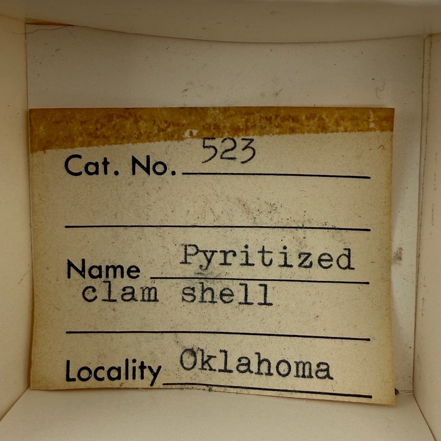 Pyritized fossil, labeled as clam shell, likely echinoid — Oklahoma