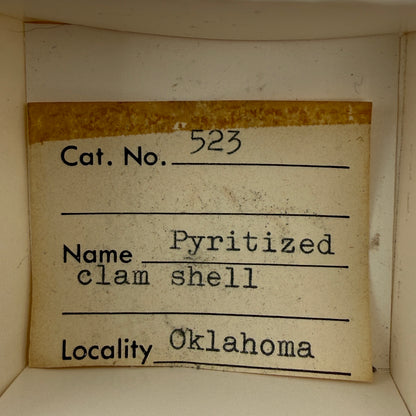 Pyritized fossil, labeled as clam shell, likely echinoid — Oklahoma