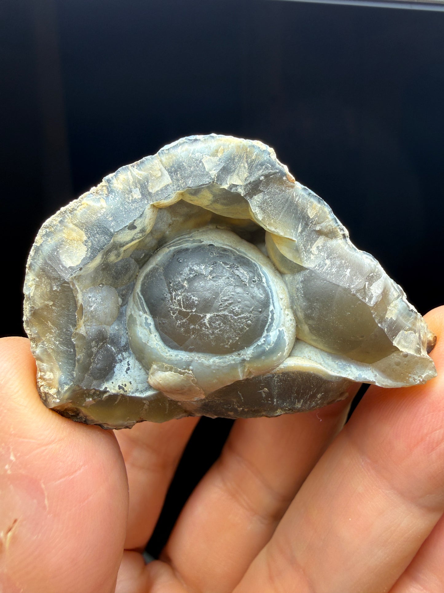 Agatized Fossil Coral- Ballast Point, Tampa Bay, Florida, USA