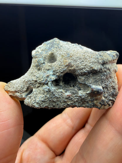 Agatized Fossil Coral- Ballast Point, Tampa Bay, Florida, USA