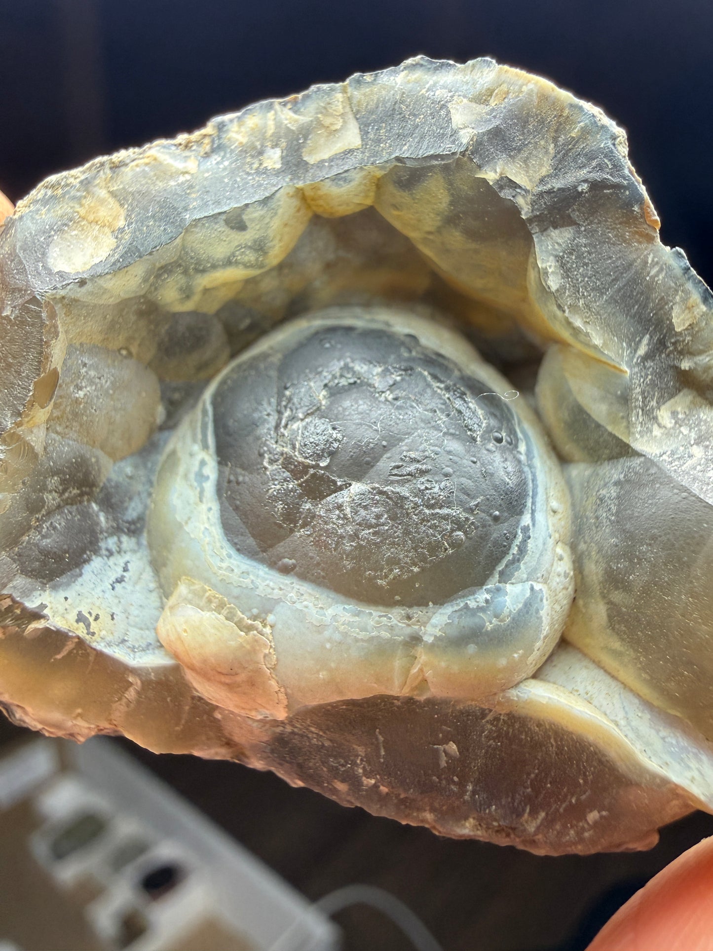 Agatized Fossil Coral- Ballast Point, Tampa Bay, Florida, USA