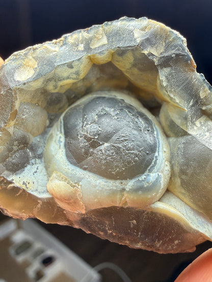 Agatized Fossil Coral- Ballast Point, Tampa Bay, Florida, USA