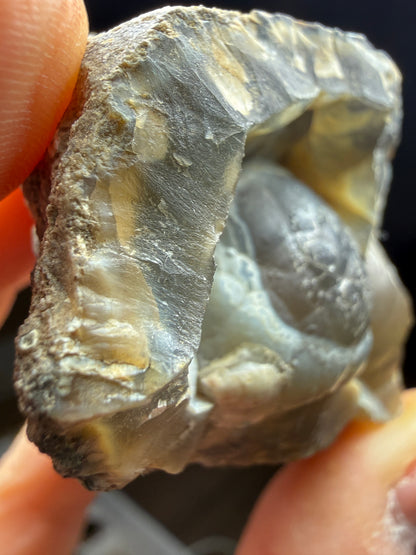Agatized Fossil Coral- Ballast Point, Tampa Bay, Florida, USA