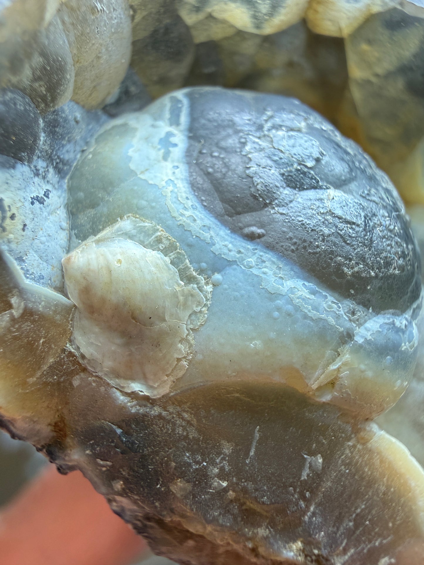 Agatized Fossil Coral- Ballast Point, Tampa Bay, Florida, USA